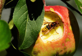 Účinné zbraně proti hmyzu a slimákům
