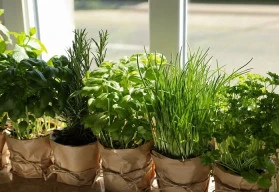 Bylinky a jejich využití 