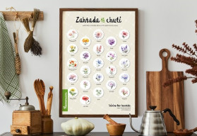 Jedlé květy okrasných rostlin