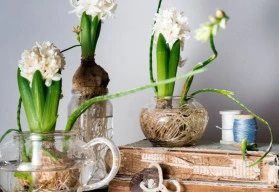 Rychlení hyacintů aneb netradiční vánoční dekorace
