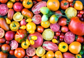 Vypěstujte si rozmanitost - novinky semen rajčat letošní sezóny