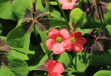 Šťavel a jeho pěstování