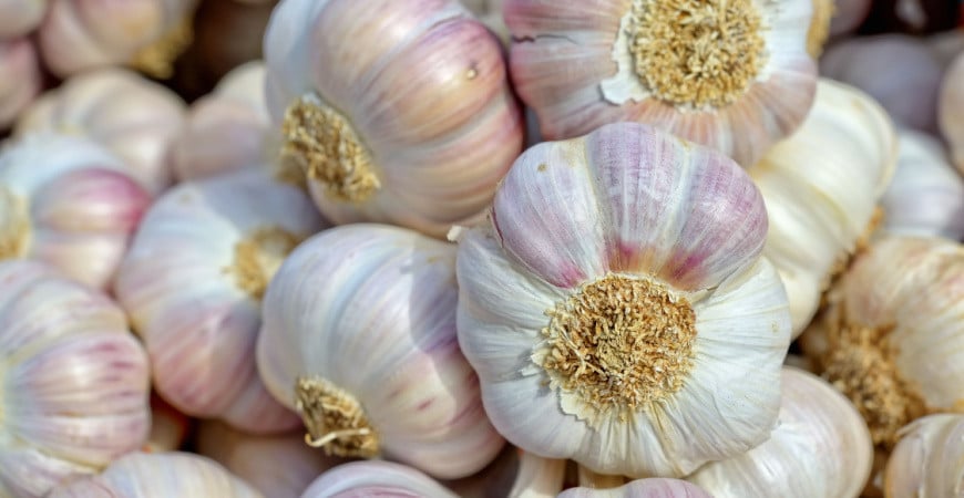 Nebezpečný škůdce česneků