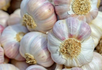 Nebezpečný škůdce česneků