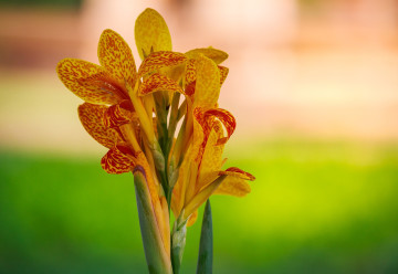 Rostliny přinášející do zahrady atmosféru Středomoří – kany