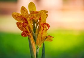 Rostliny přinášející do zahrady atmosféru Středomoří – kany