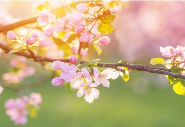 Zahradníkův květen