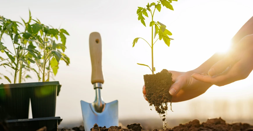 Jak pěstovat rajčata ze semínek: návod pro bohatou úrodu bez zbytečných chyb