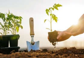 Jak pěstovat rajčata ze semínek: návod pro bohatou úrodu bez zbytečných chyb