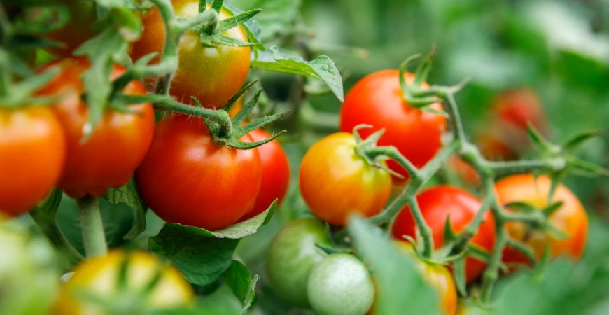 Rajčata: kdy je vysévat, sázet a přesazovat?