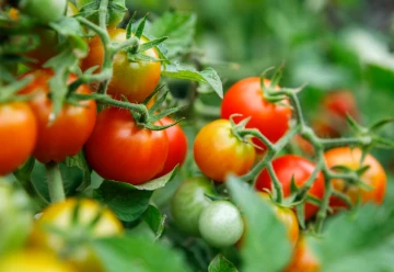 Rajčata: kdy je vysévat, sázet a přesazovat?