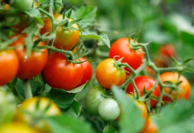 Rajčata: kdy je vysévat, sázet a přesazovat?