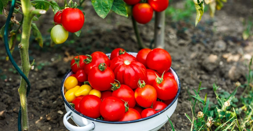 Semena rajčat odolných proti plísni: jak vybírat a co odolnost reálně znamená