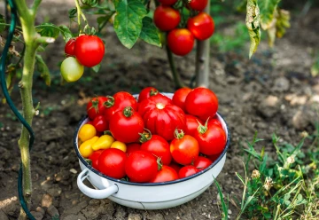 Semena rajčat odolných proti plísni: jak vybírat a co odolnost reálně znamená