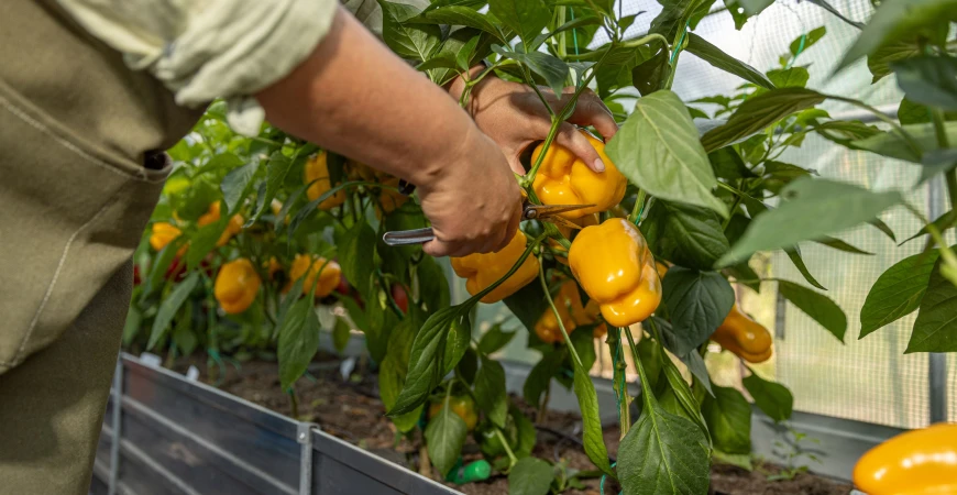 Nejlepší odrůdy paprik do skleníku: výběr a podmínky