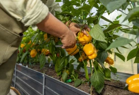 Nejlepší odrůdy paprik do skleníku: výběr a podmínky
