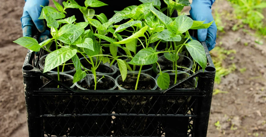 Jak pěstovat papriky ze semínek a co dělat, když neklíčí