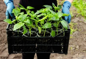 Jak pěstovat papriky ze semínek a co dělat, když neklíčí