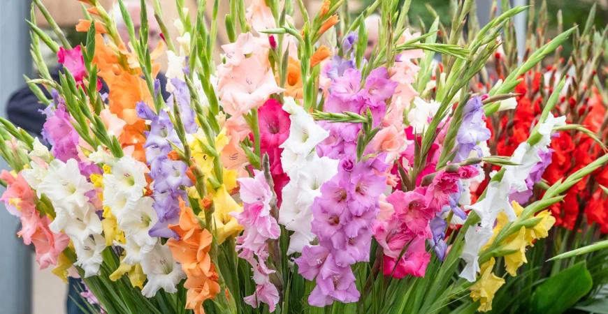 Gladioly (mečíky): kdy sázet a jak pěstovat, aby kvetly dlouho