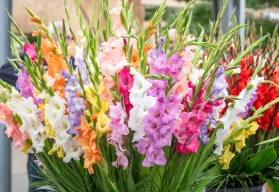 Gladioly (mečíky): kdy sázet a jak pěstovat, aby kvetly dlouho