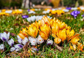 Ocúny, typické podzimní krásky