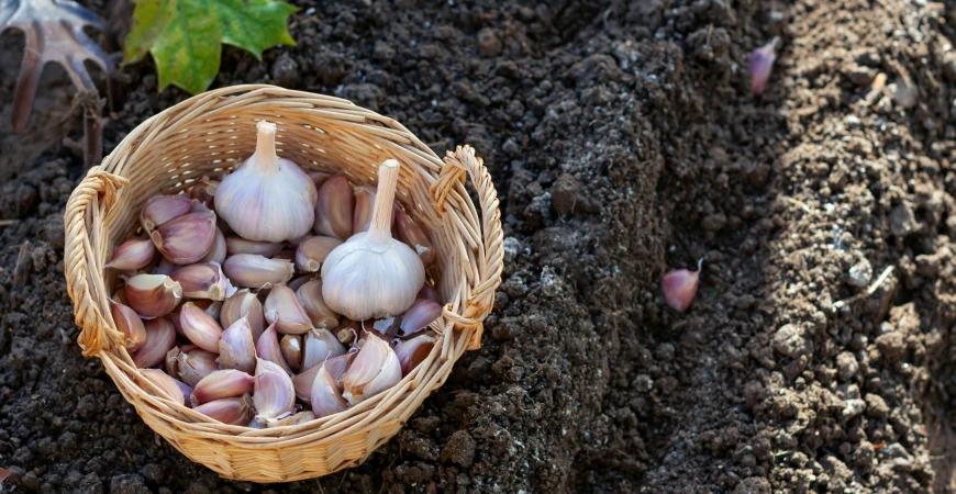 Česnek: praktický návod, jak zasadit česnek a jak jej skladovat