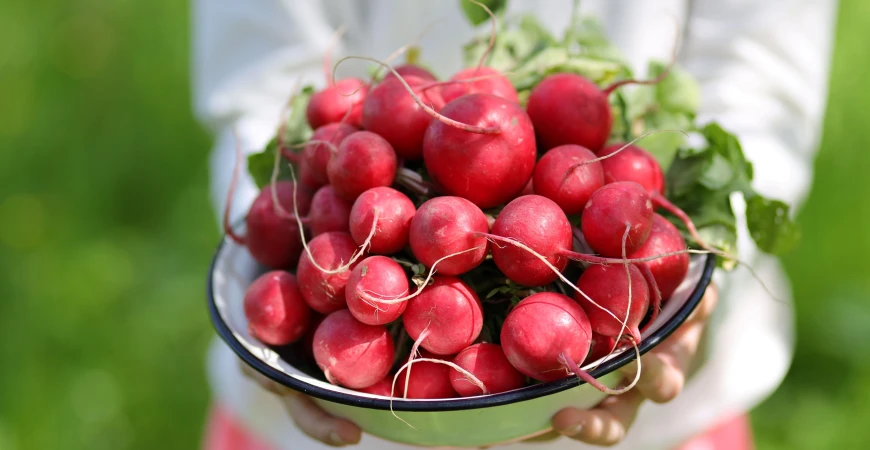 Ředkvičky: jak pěstovat ředkvičky rychle a bez dřevnatění