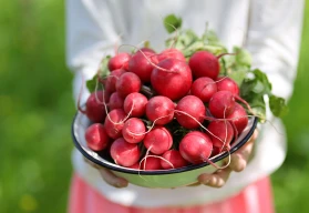 Ředkvičky: jak pěstovat ředkvičky rychle a bez dřevnatění