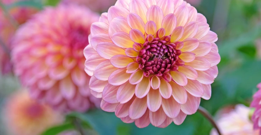 Jiřiny: kdy sázet a jak pěstovat pro maximální květ