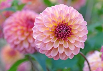 Jiřiny: kdy sázet a jak pěstovat pro maximální květ