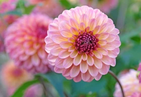 Jiřiny: kdy sázet a jak pěstovat pro maximální květ