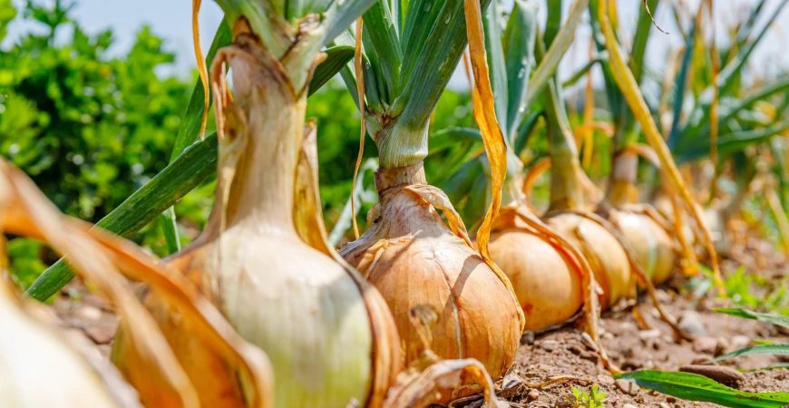 Cibule: jak sázet, jak pěstovat a jak hluboce sázet cibuli