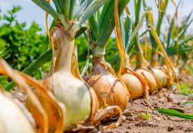 Cibule: jak sázet, jak pěstovat a jak hluboce sázet cibuli