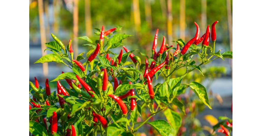 Univerzální průvodce pěstováním chilli: od výsevu po sklizeň