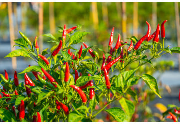 Univerzální průvodce pěstováním chilli: od výsevu po sklizeň