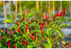 Univerzální průvodce pěstováním chilli: od výsevu po sklizeň