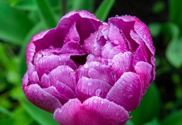 Předprodej podzimních cibulovin začal: objednejte česnek, sazečku i tulipány s předstihem