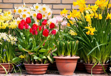 Na jaře by bylo pozdě! Cibuloviny do nádob sázejte již nyní.
