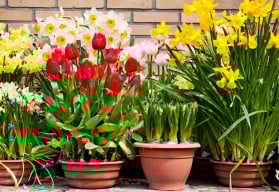 Na jaře by bylo pozdě! Cibuloviny do nádob sázejte již nyní.