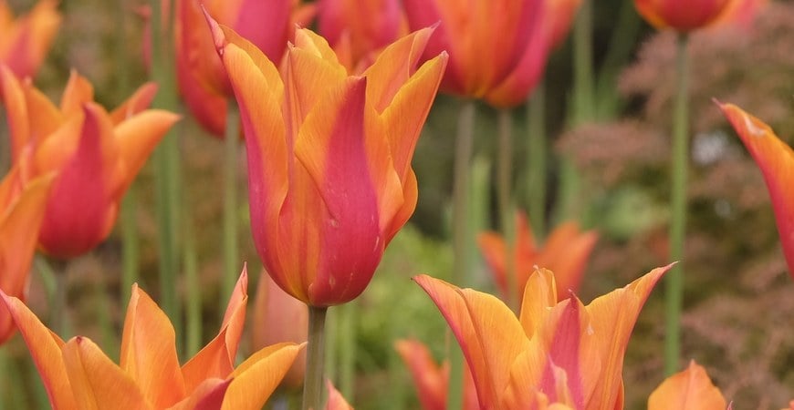 Tulipány od března do května: jak poskládat záhon, který kvete dva měsíce