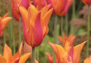 Tulipány od března do května: jak poskládat záhon, který kvete dva měsíce