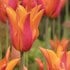 Tulipány od března do května: jak poskládat záhon, který kvete dva měsíce