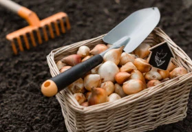 Cibulnaté a hlíznaté rostliny – co s nimi po odkvětu