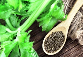 Celer a jeho přínos