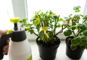 Zazimování pokojových rostlin