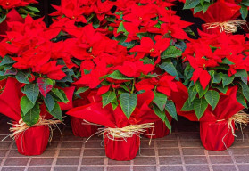 Vánoční hvězda – jak se o ni starat, aby přežila déle, než jen do Štědrého dne