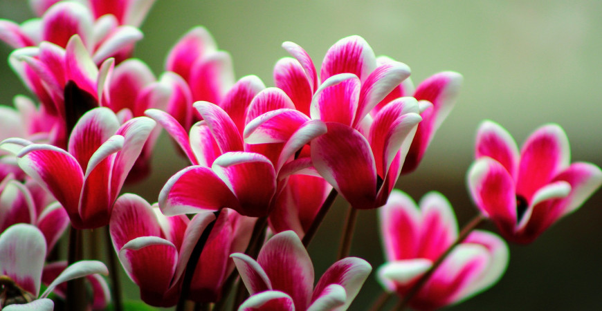 Brambořík je oblíbenou vánoční květinou