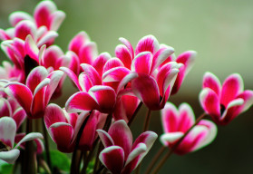 Brambořík je oblíbenou vánoční květinou