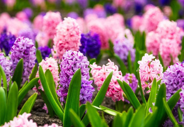 Pěstování hyacintů