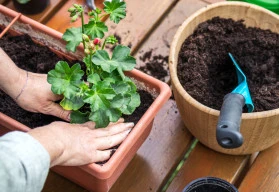 Zkuste si vypěstovat muškáty ze semen. Výsev probíhá již v lednu!